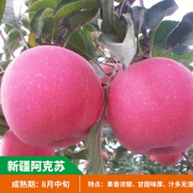 嫁接苹果苗地栽盆栽当年结果红肉红富士苹果树苗南北方种植矮