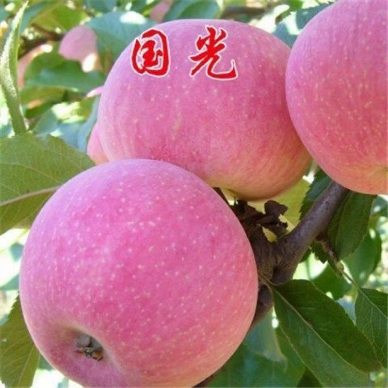 嫁接苹果苗地栽盆栽当年结果红肉红富士苹果树苗南北方种植矮