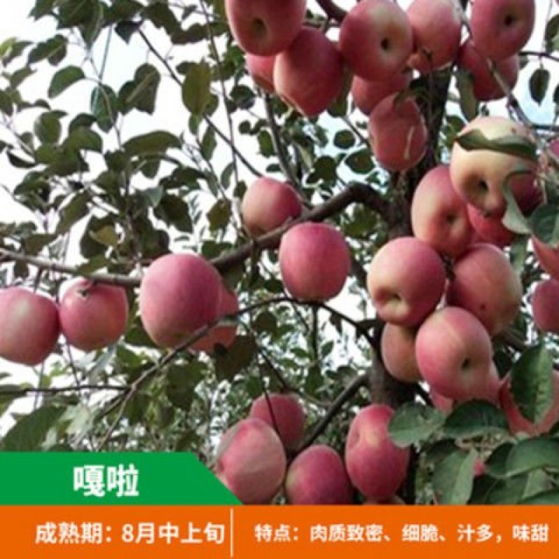 嫁接苹果苗地栽盆栽当年结果红肉红富士苹果树苗南北方种植矮