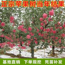 嫁接苹果苗地栽盆栽当年结果红肉红富士苹果树苗南北方种植矮