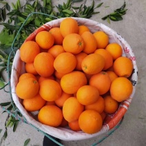 水果～正宗原产地～～～奉节脐橙，脐橙～长虹脐橙～纯甜。