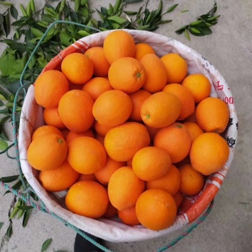水果～正宗原产地～～～奉节脐橙，脐橙～长虹脐橙～纯甜。