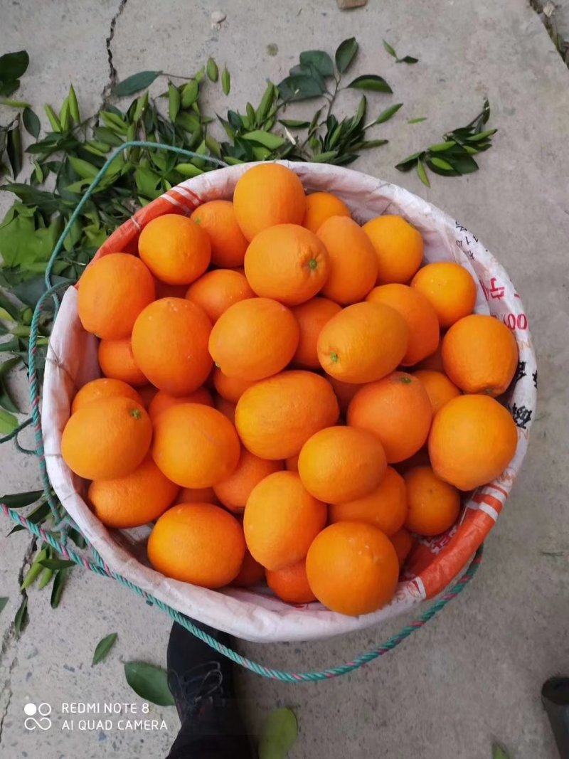 水果～正宗原产地～～～奉节脐橙，脐橙～长虹脐橙～纯甜。