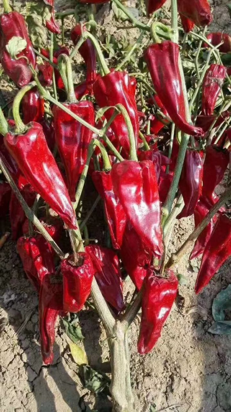吉林洮南金塔干辣椒9成干以上精品
