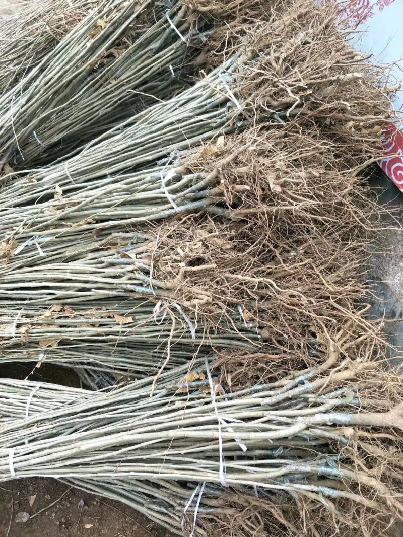 大红袍板栗苗，嫁接苗，基地直销现挖现发货，保湿邮寄
