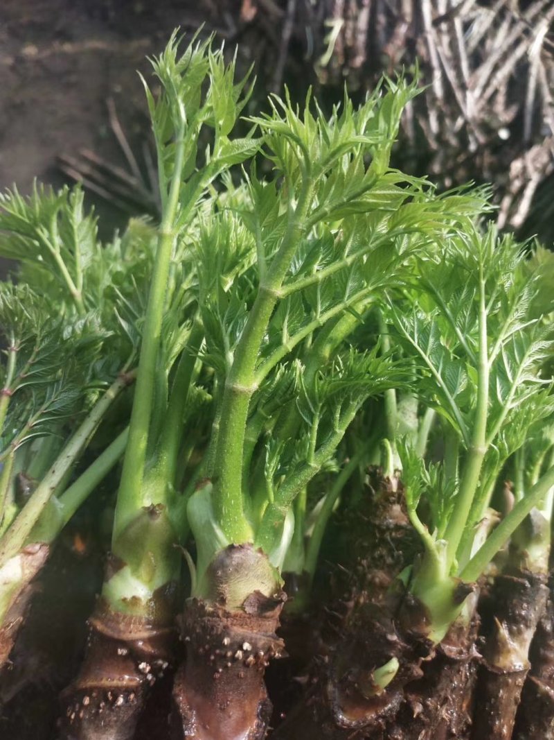 刺嫩芽苗，又名刺龙芽，刺老芽