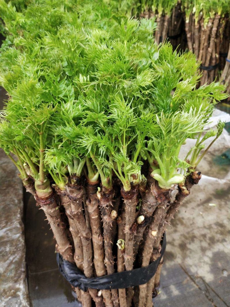 刺嫩芽苗，又名刺龙芽，刺老芽