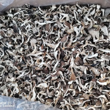 食用菌