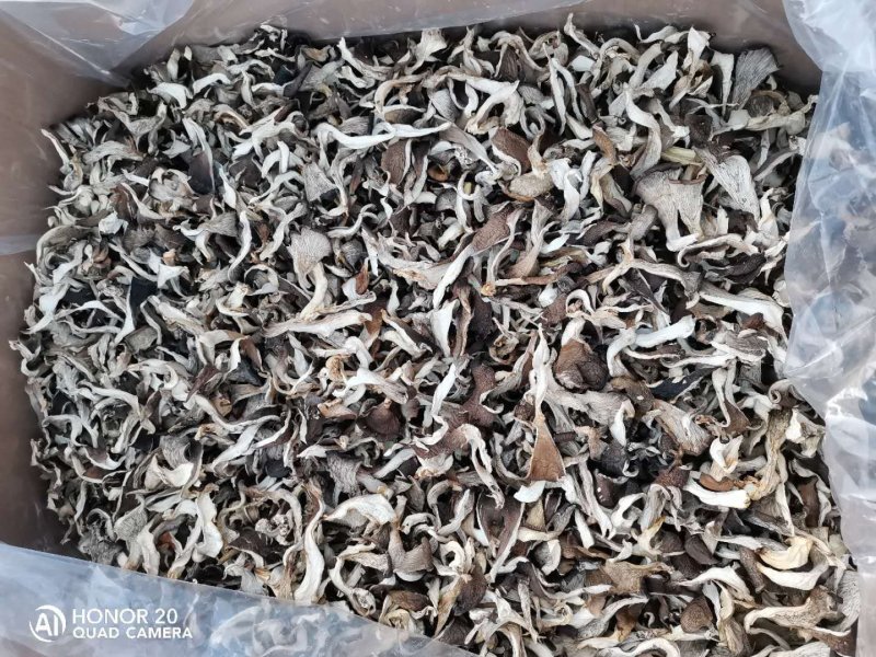 食用菌