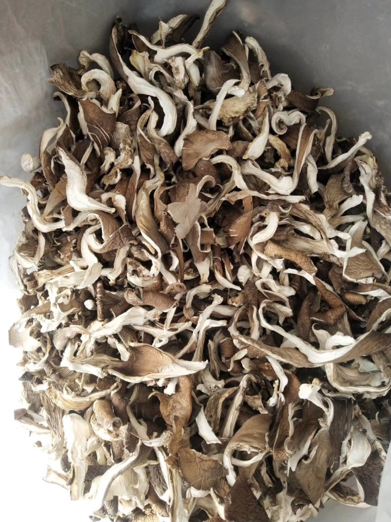 食用菌