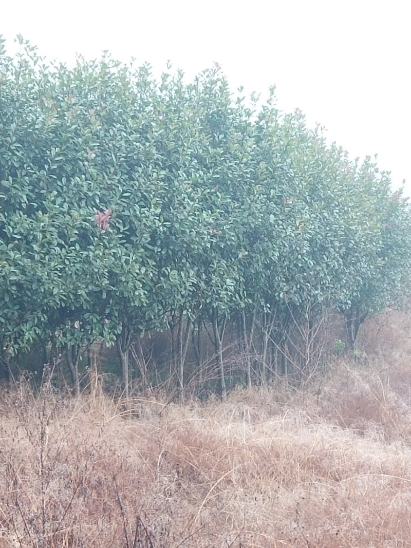 红叶石楠