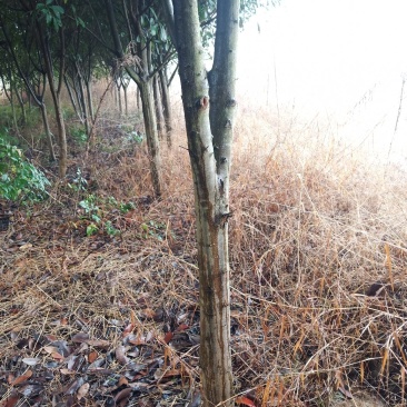 红叶石楠