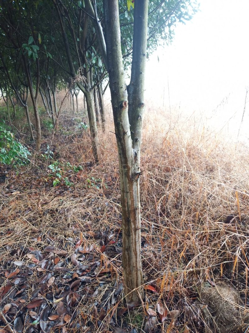 红叶石楠