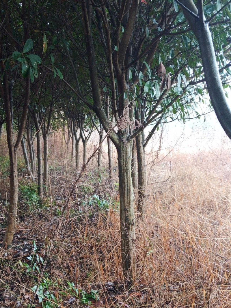 红叶石楠