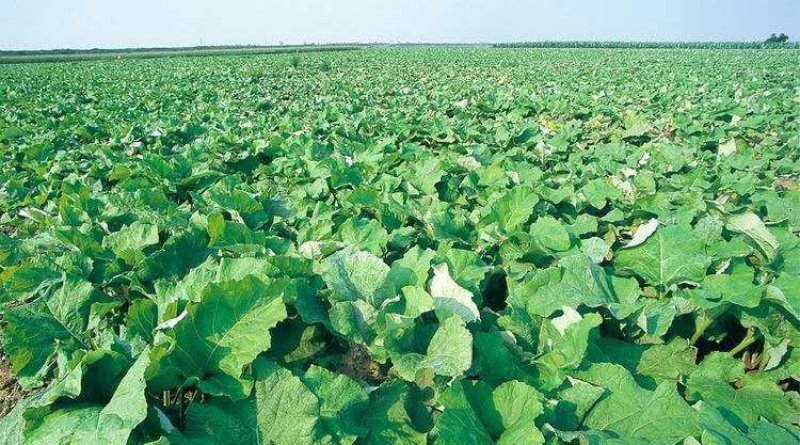 牛蒡茶2020年新货产地直发，精品牛蒡茶，正在大量走货中