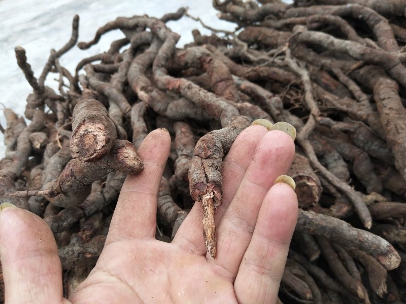 中药根茎类