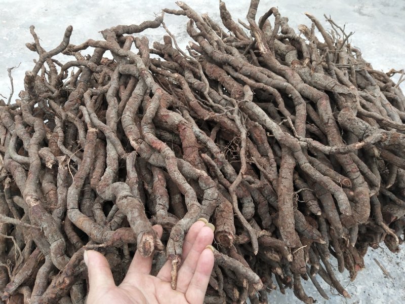 中药根茎类