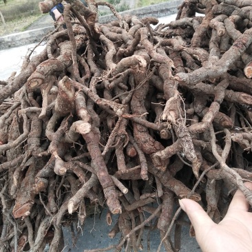 中药根茎类