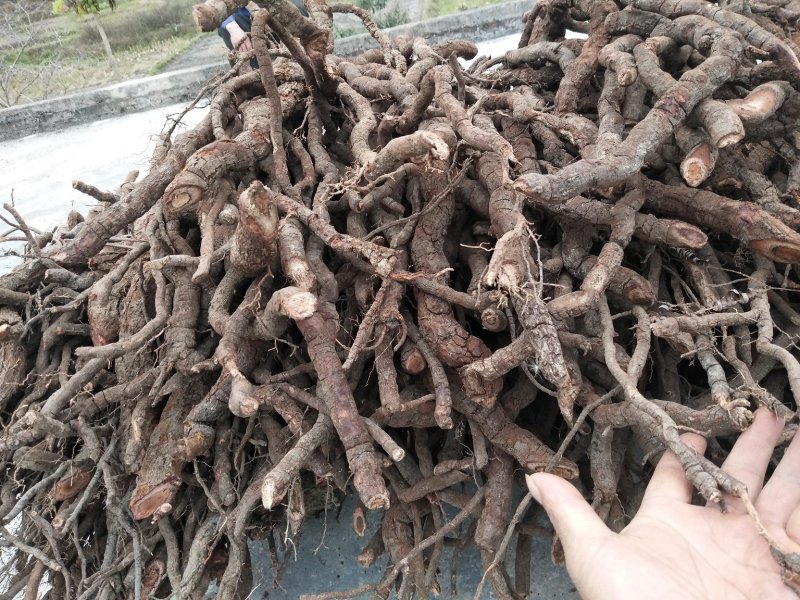 中药根茎类