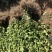 高产量嫁接油茶苗便宜卖了
