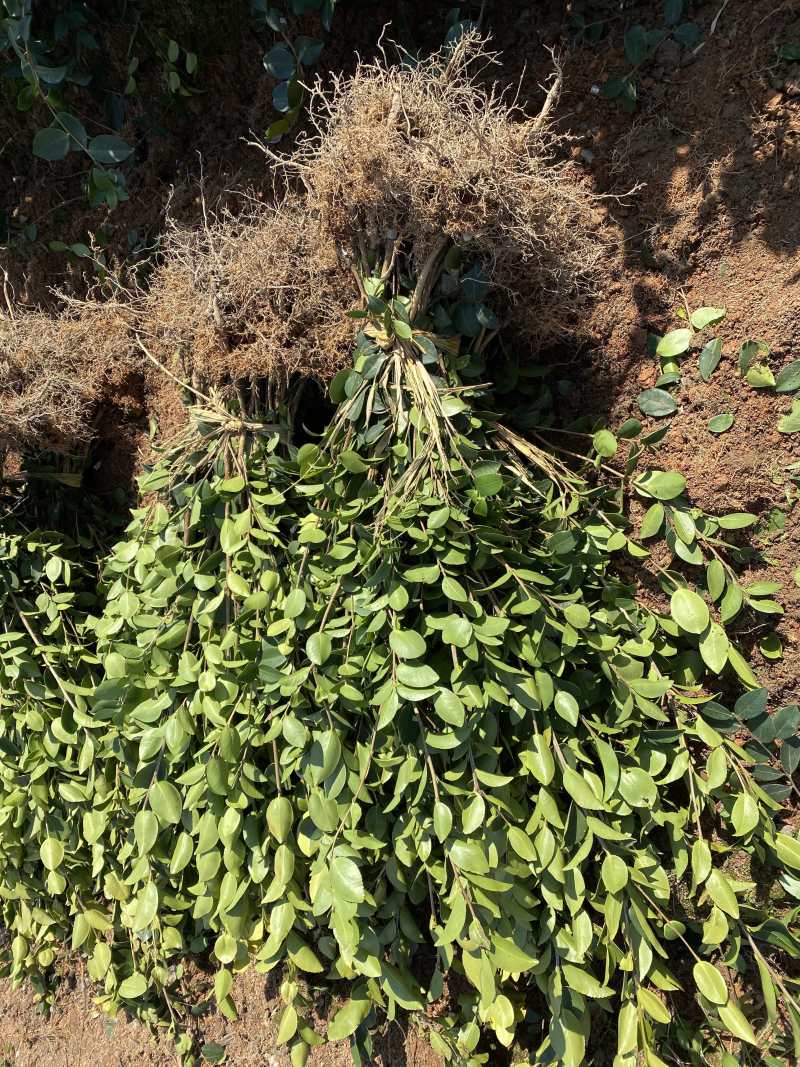 高产量嫁接油茶苗便宜卖了