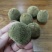 正宗金毛化橘红，不怕货比货，就怕不识货。