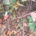【有好货】红肉苹果（红色之爱）推广的新品种，口感好营养好