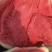 东台无子4月底上市欢迎选购