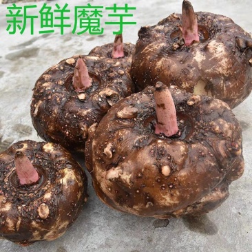 新鲜白魔芋豆腐原材料小魔芋老品种陕南特产