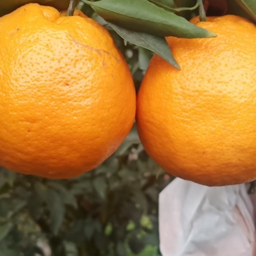 春见耙耙柑