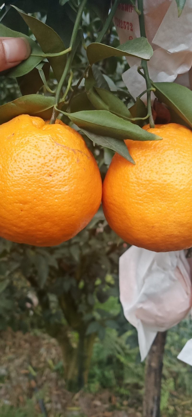 春见耙耙柑