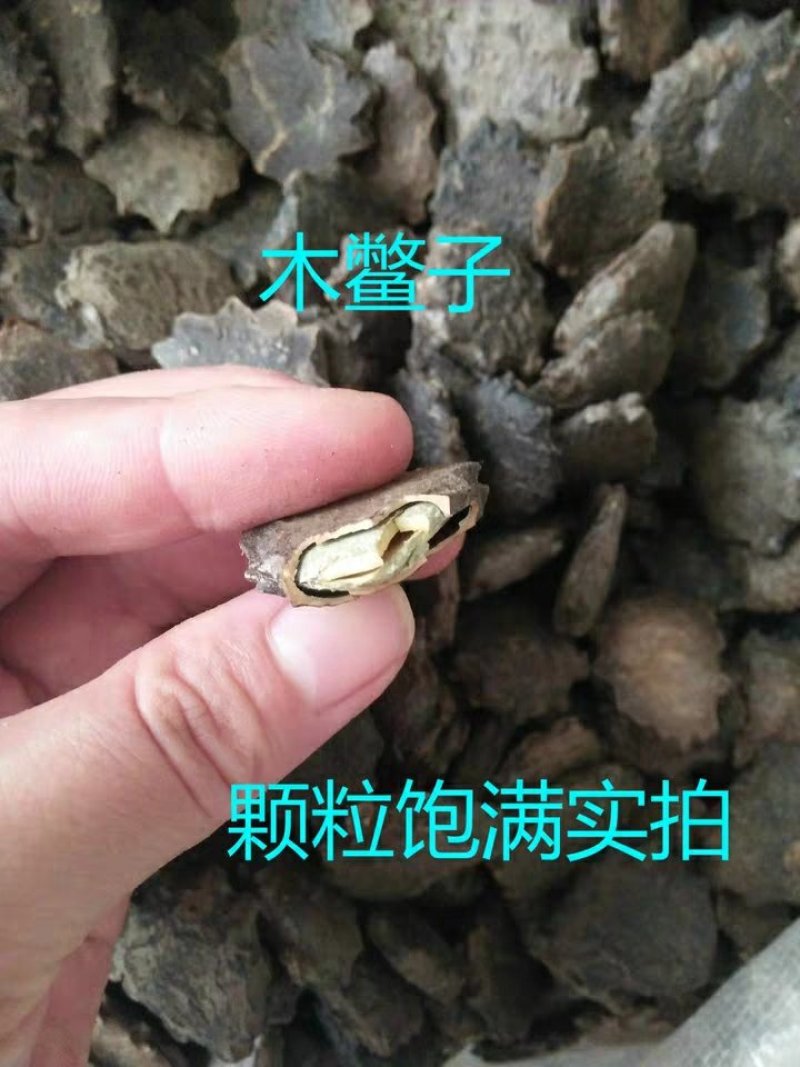 中药材木鳖子藤桐子木鳖木别子非玥