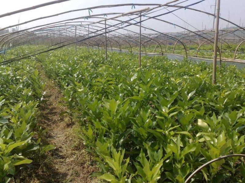 红心柚苗，苗木健壮，根系完好，无检疫性病虫害