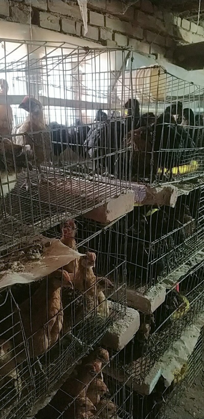 开产绿壳蛋鸡，现货供应量大可议价