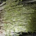 绿色芽苗菜水培豌豆苗无任何添加剂长期合作价格稳定