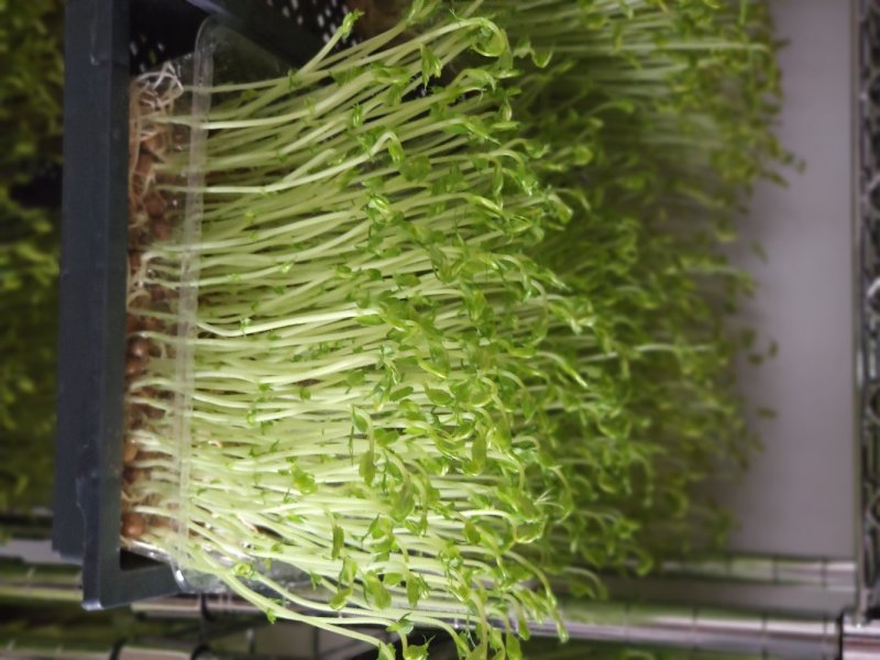 绿色芽苗菜水培豌豆苗无任何添加剂长期合作价格稳定
