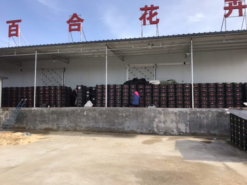 基地自繁园艺百合种球大量供应可越冬绿化景区花海专用