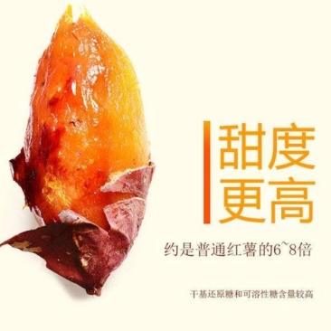 唐山密薯，烤薯，商品薯，烟薯，西瓜红，白哈密市场货