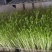 绿色芽苗菜水培豌豆苗无任何添加剂长期合作价格稳定