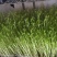 绿色芽苗菜水培豌豆苗无任何添加剂长期合作价格稳定