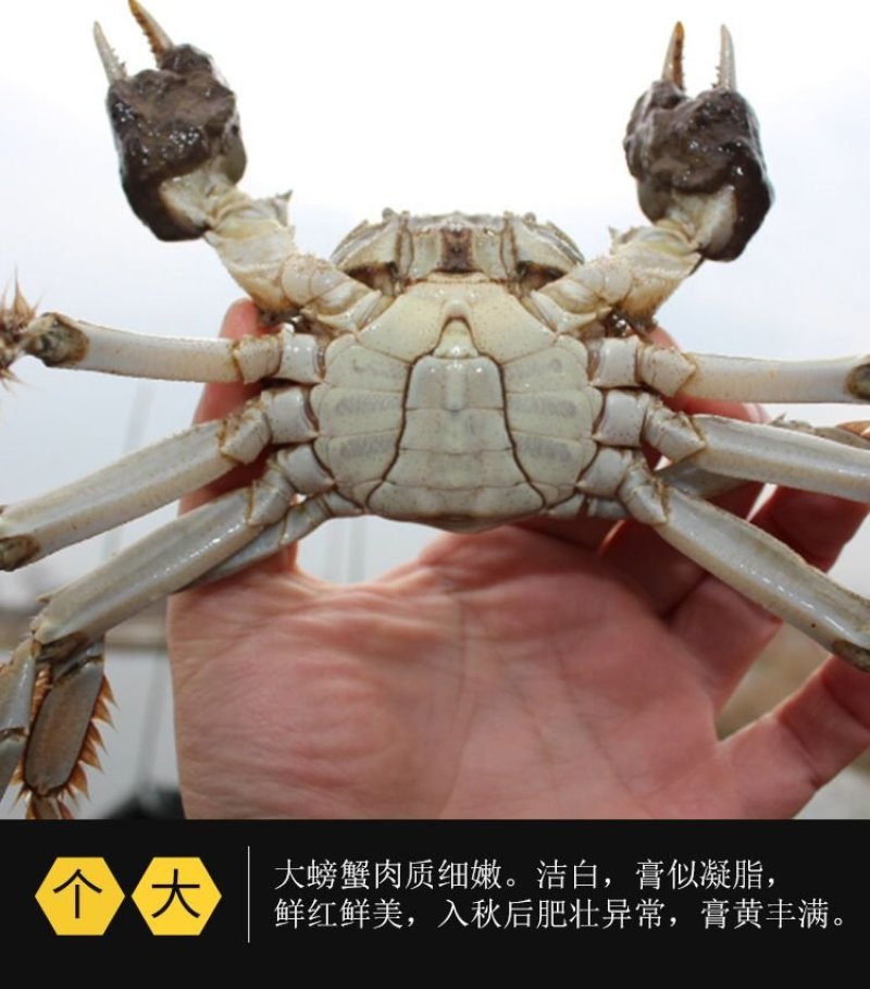 兴化大闸蟹无为大闸蟹蟹鲜活满黄满膏物美价优现货供应