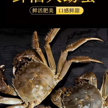 兴化大闸蟹无为大闸蟹蟹鲜活满黄满膏物美价优现货供应