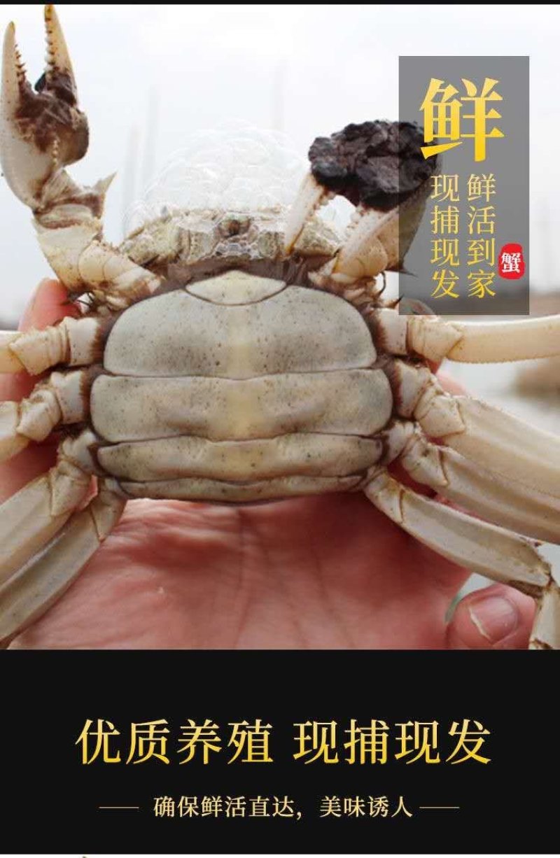 聚便宜无为大闸蟹兴化大闸蟹蟹鲜活一件包邮代发
