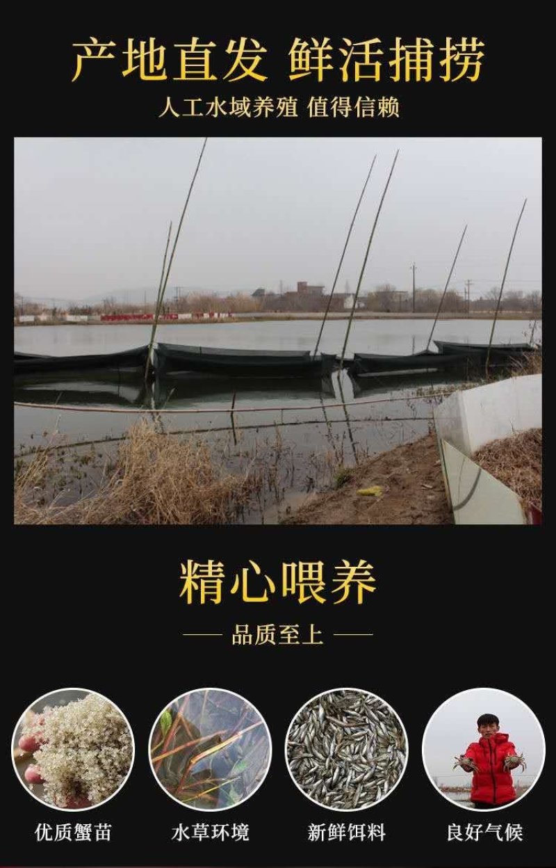 聚便宜无为大闸蟹兴化大闸蟹蟹鲜活一件包邮代发