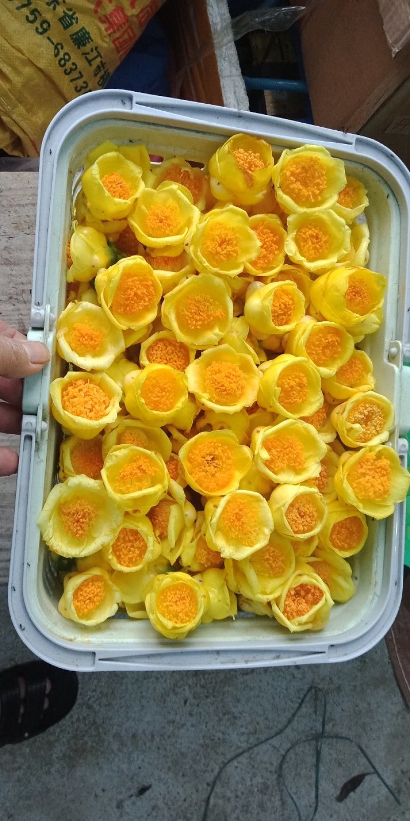 防普金花茶烘干花。防城港产地自销。150元一斤，2斤起走