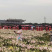 百合耐寒观赏百合种球球根景区花海多年生花卉大量供应