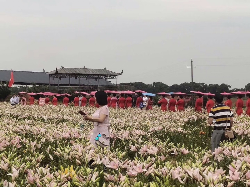 百合耐寒观赏百合种球球根景区花海多年生花卉大量供应