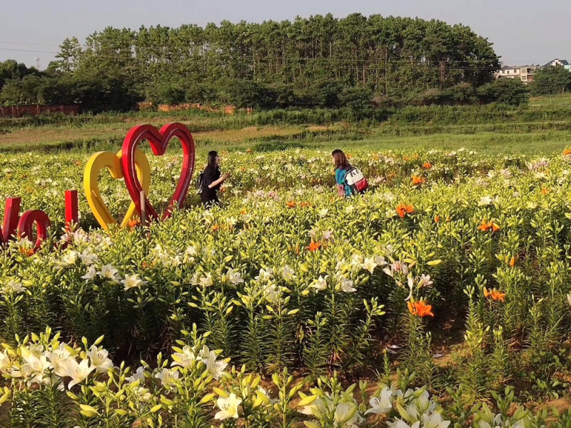 百合耐寒观赏百合种球球根景区花海多年生花卉大量供应