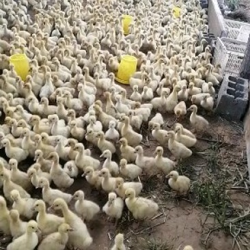 鹅蛋种蛋鹅苗三花鹅东北鹅泰州鹅