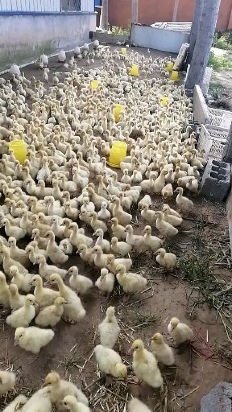鹅蛋种蛋鹅苗三花鹅东北鹅泰州鹅
